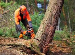 Best Emergency Tree Removal  in Round Lake Park, IL